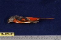 藏品(灰喉山椒鳥)的圖片